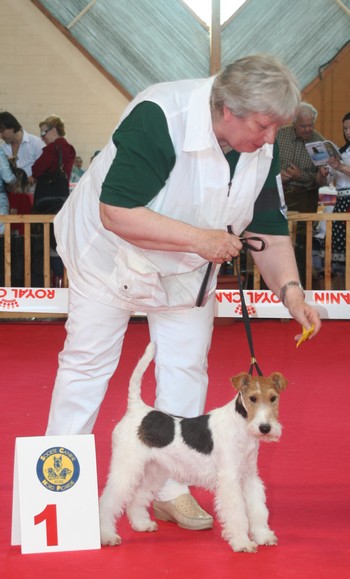 Coquine de Platemare