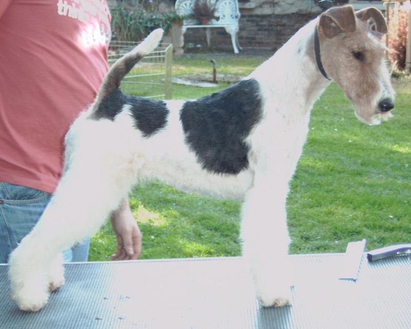 Dafodil star de Platemare