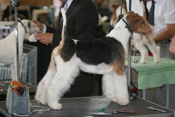 CH. foxtan's Who's da man