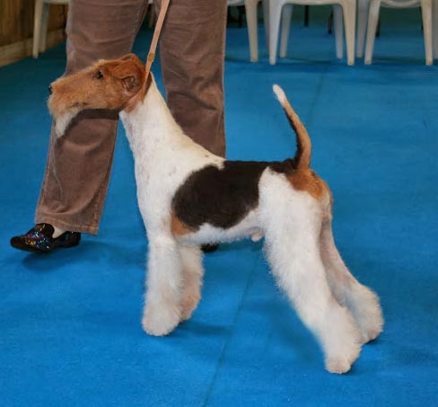 CH. skerli Exclusive