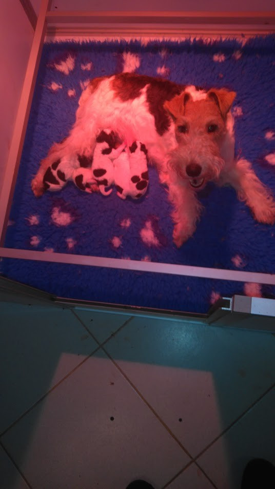 Platemare - Fox Terrier Poil Dur - Portée née le 24/10/2025