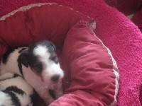 CHIOT