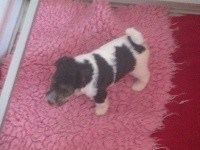 CHIOT