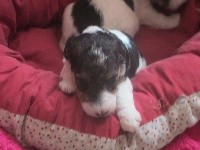 CHIOT