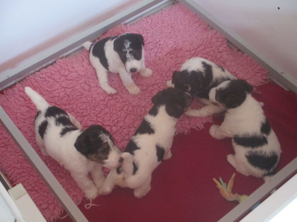 Platemare - Fox Terrier Poil Dur - Portée née le 19/07/2020